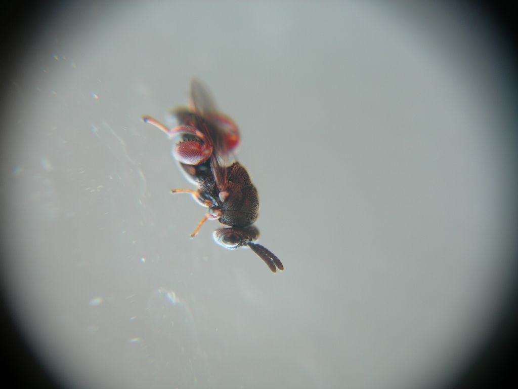 Hymenoptera: Superfam. Chalcidoidea, Fam. Chalcididae